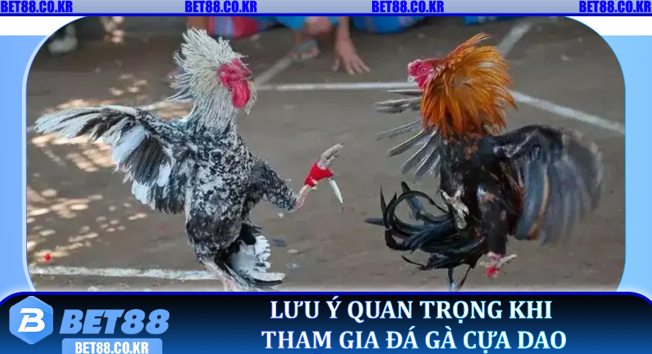 Lưu ý quan trọng khi tham gia Đá Gà Cựa Dao