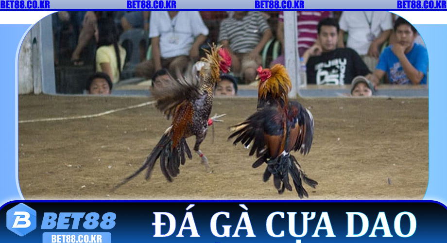 Đá Gà Cựa Dao – Sân Chơi Thu Tiền Khủng Cho Các Kê Thủ Tại Bet88